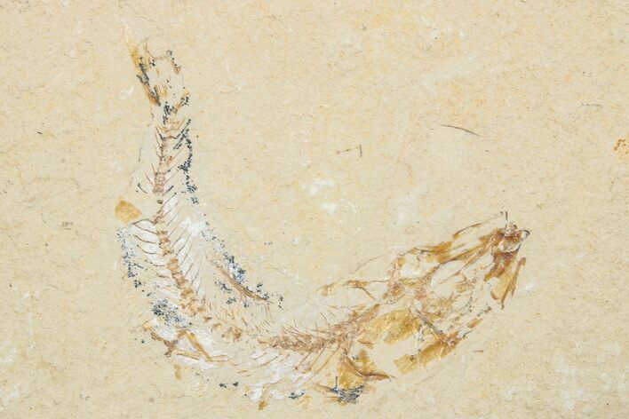 Cretaceous Fossil Fish - Lebanon #251417